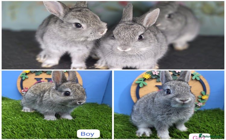 Netherland Dwarf rabbits - Advert 1