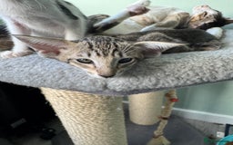 Oriental cats for sale: Pedigree Oriental Kittens  - Image 9