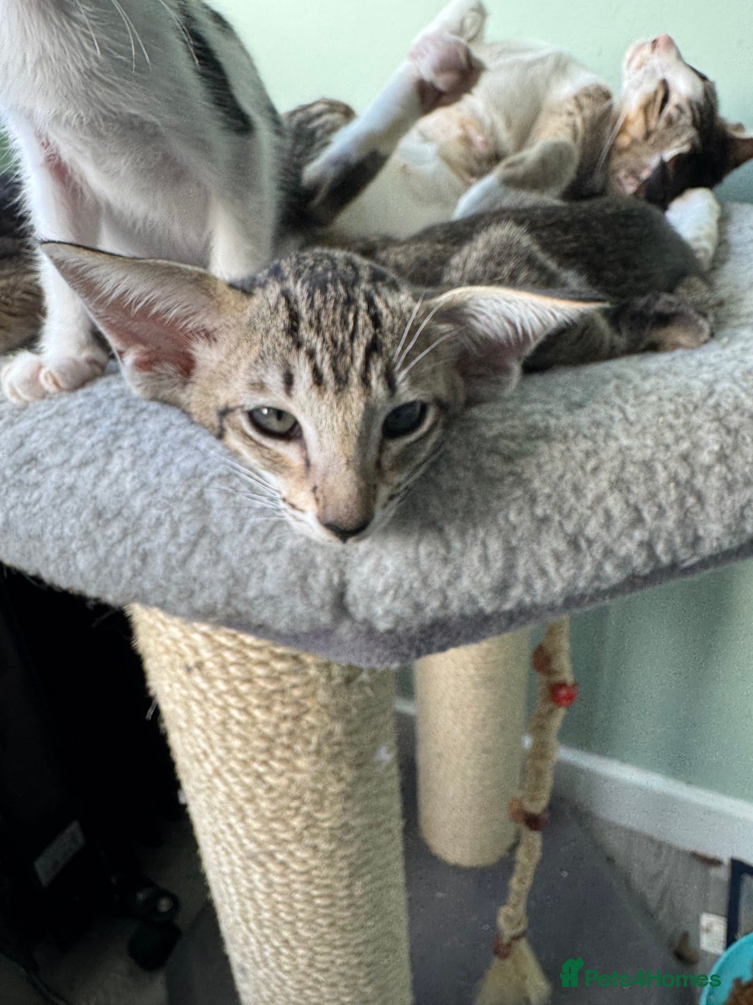 Oriental cats for sale: Pedigree Oriental Kittens  - Image 9
