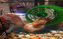 Hamster rodents for sale: Baby syrian hamsters from £10 - Available Now  in Manchester - Image 8