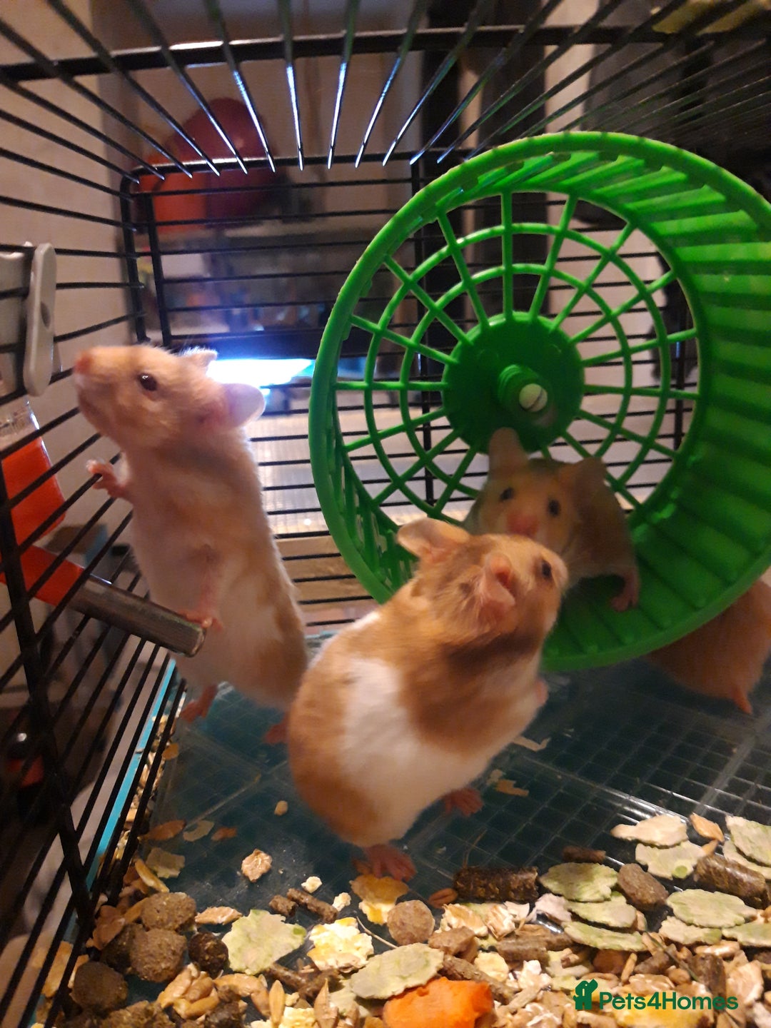 Hamster rodents for sale: Baby syrian hamsters from £10 - Available Now  in Manchester - Image 8
