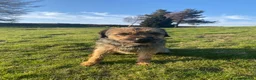 Border Terrier dogs for stud: Benji - Proven Border Terrier for stud - Advert 3