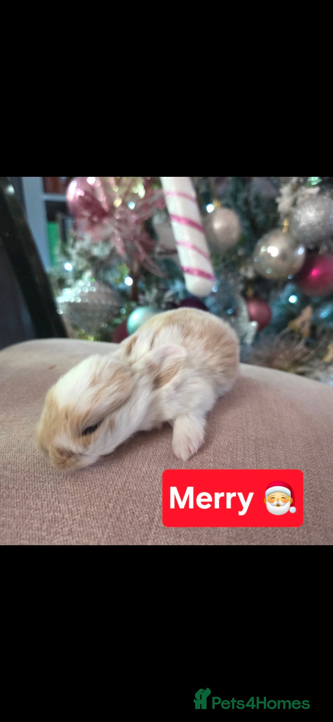 Mini Lop rabbits for sale: 🐰Beautiful baby mini lops 🐰 - Advert 17