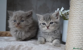 Scottish Fold cats - Advert 3