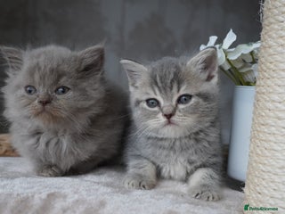 Scottish Fold cats - Advert 16