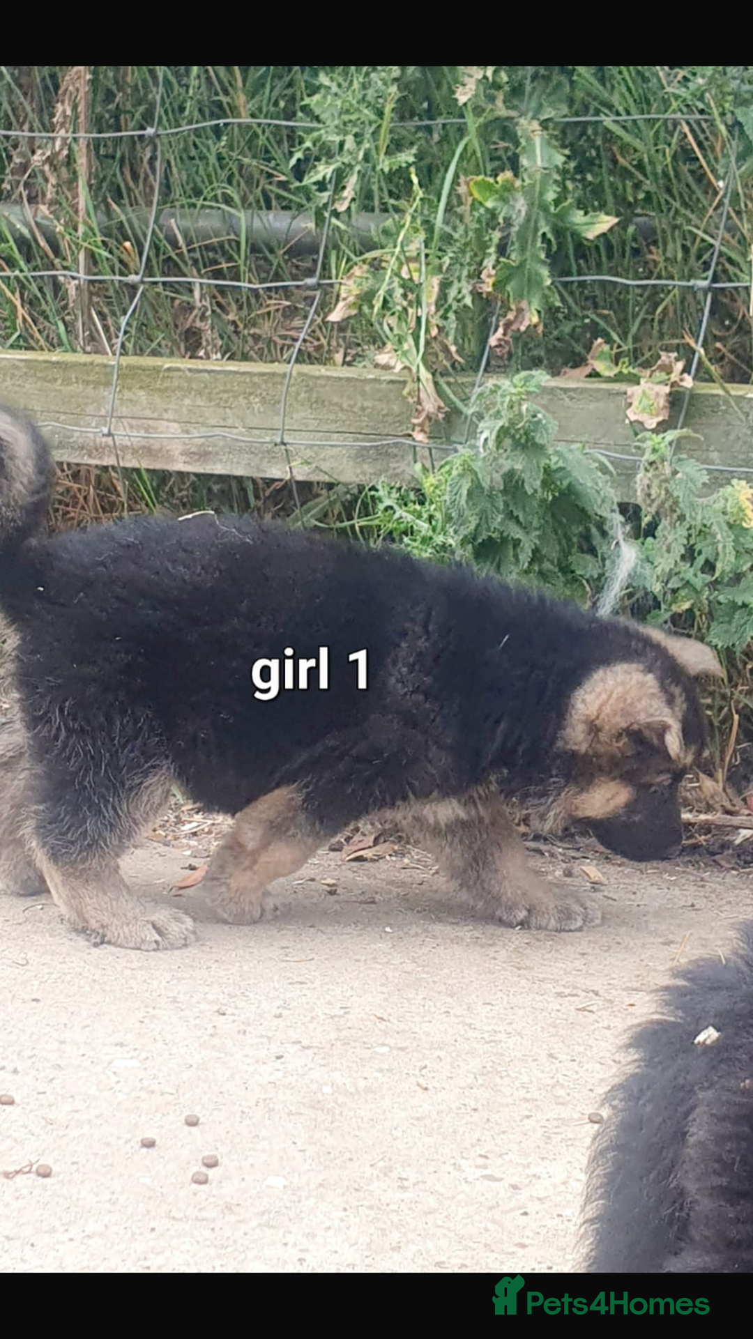 German Shepherd dogs for sale: Wow.Beautiful Homebred German Shepherd Puppies - Image 7