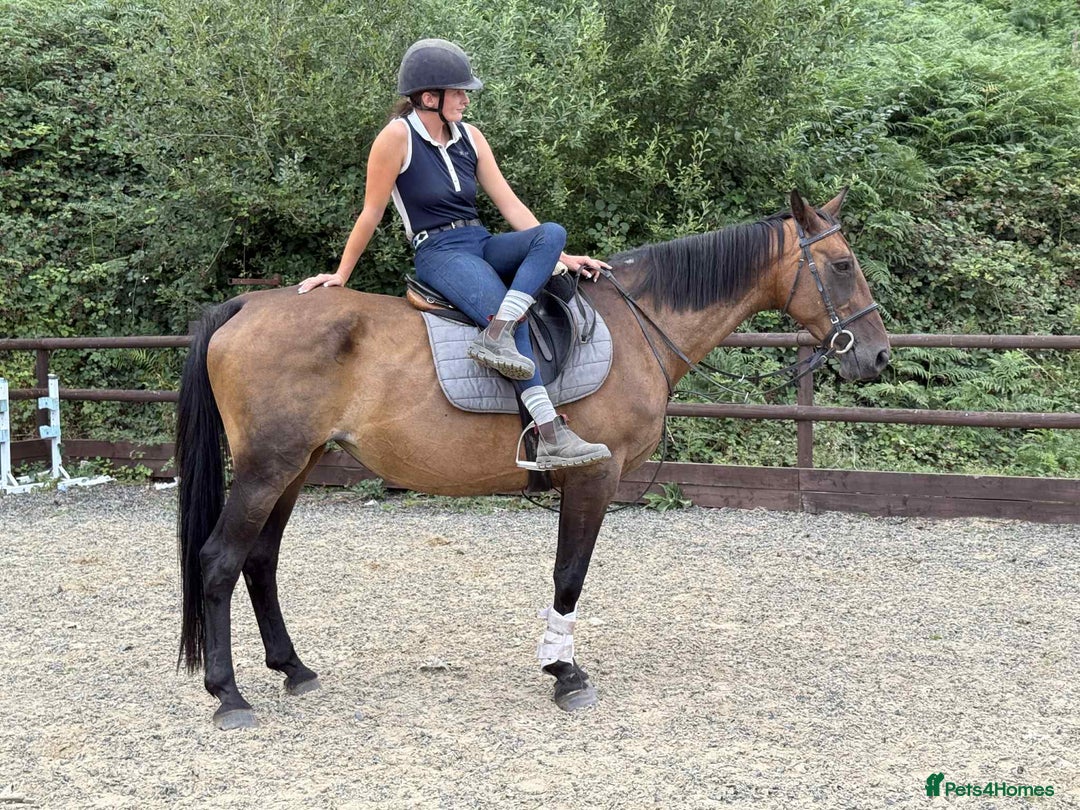 Belgian Warmblood horses for sale: Clarissa the super safe and sane  - Image 3