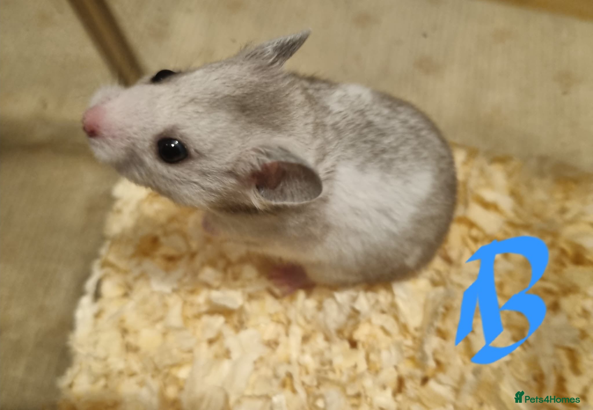 Hamster rodents Baby Syrian hamsters  - Advert 16