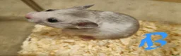 Hamster rodents for sale: Baby Syrian hamsters  - Advert 5