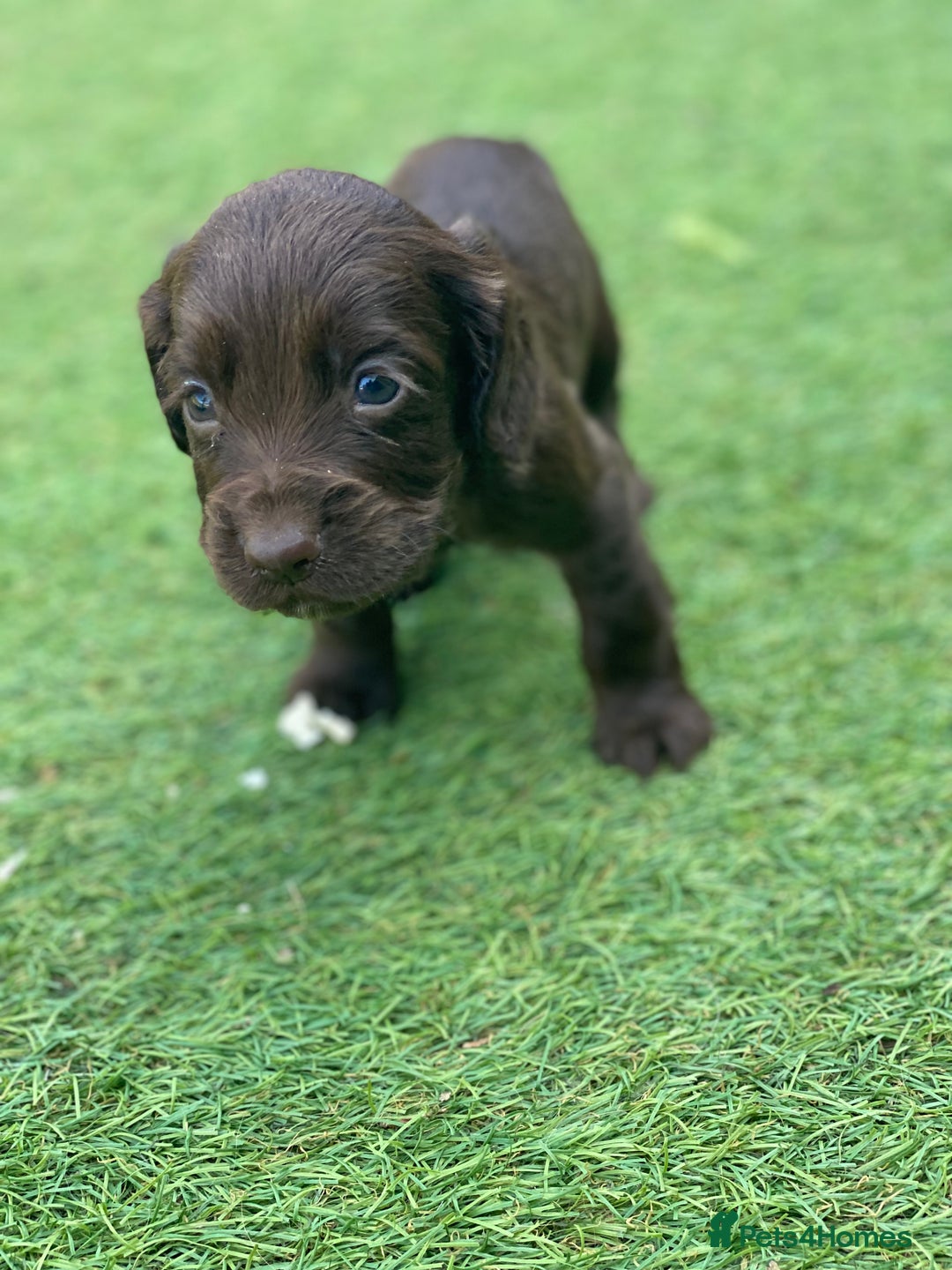 Cocker Spaniel dogs for sale: Health Tested Cocker Spaniel Pups - Image 5