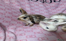 English Lop rabbits for sale: Beautiful rabbits for sale 07840003253  - Image 5
