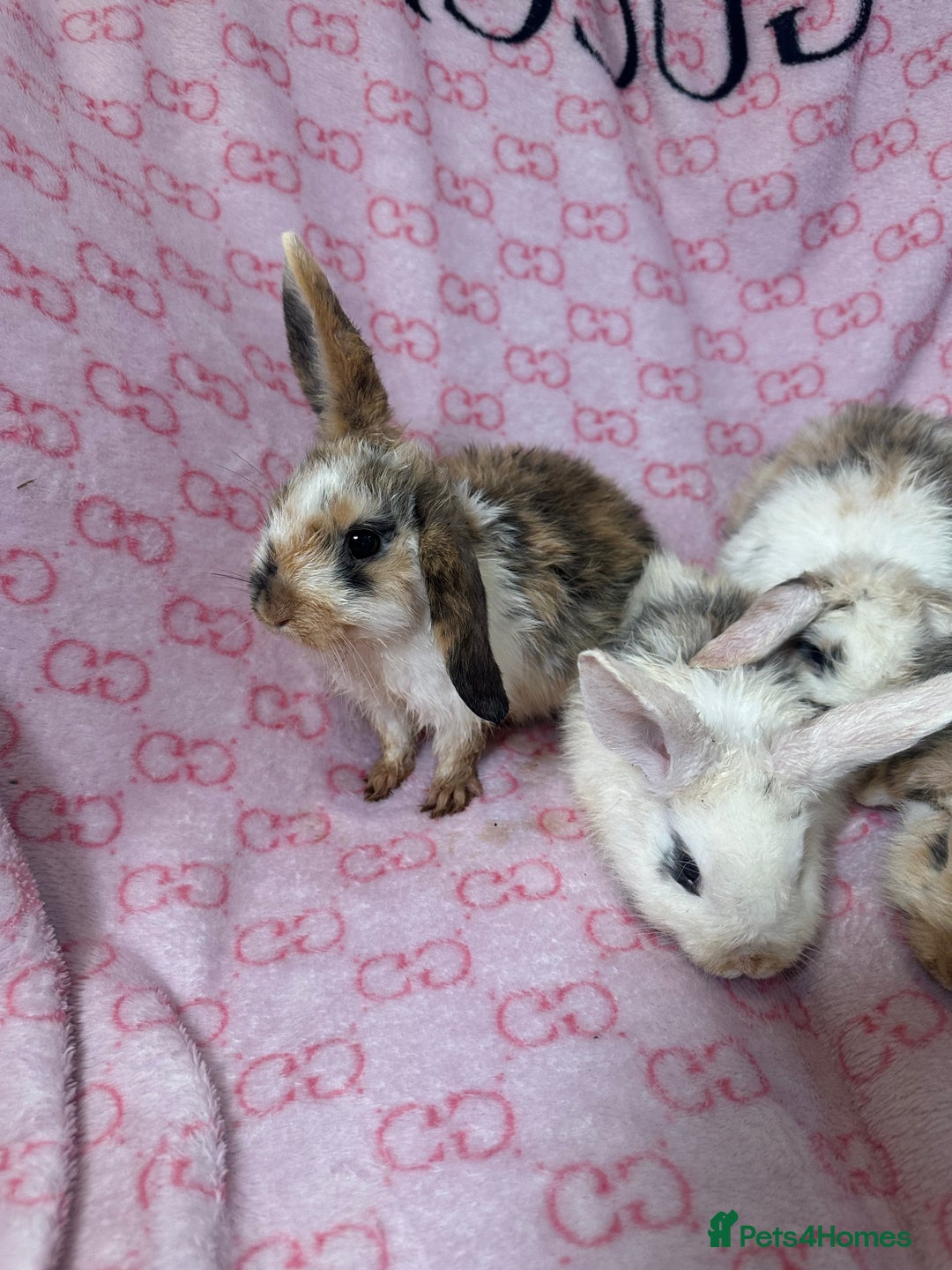 English Lop rabbits for sale: Beautiful rabbits for sale 07840003253  - Image 5