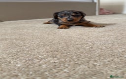 Dachshund dogs for sale: We have 6 beautiful dachshund puppy’s  - Image 6