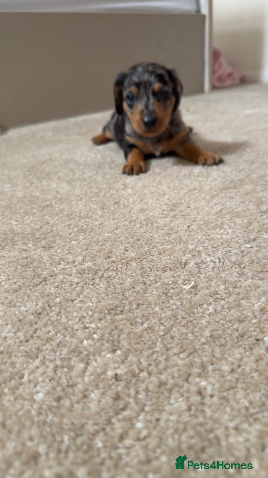 Dachshund dogs for sale: We have 6 beautiful dachshund puppy’s  - Image 6