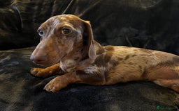 Miniature Dachshund dogs for stud: Proven, KC, PRA clear, tested, Miniature Dachshund in Hinckley - Image 8