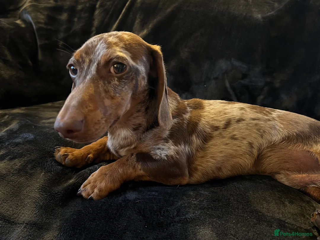 Miniature Dachshund dogs for stud: Proven, KC, PRA clear, tested, Miniature Dachshund in Hinckley - Advert 8