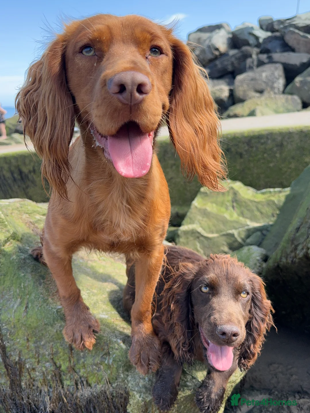 Cocker Spaniel dogs for stud: *Goofy* Standing at STUD only in Barnsley - Advert 11