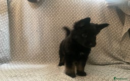 German Shepherd dogs for sale: Czech German Shepherd KC Registered puppies - Image 18