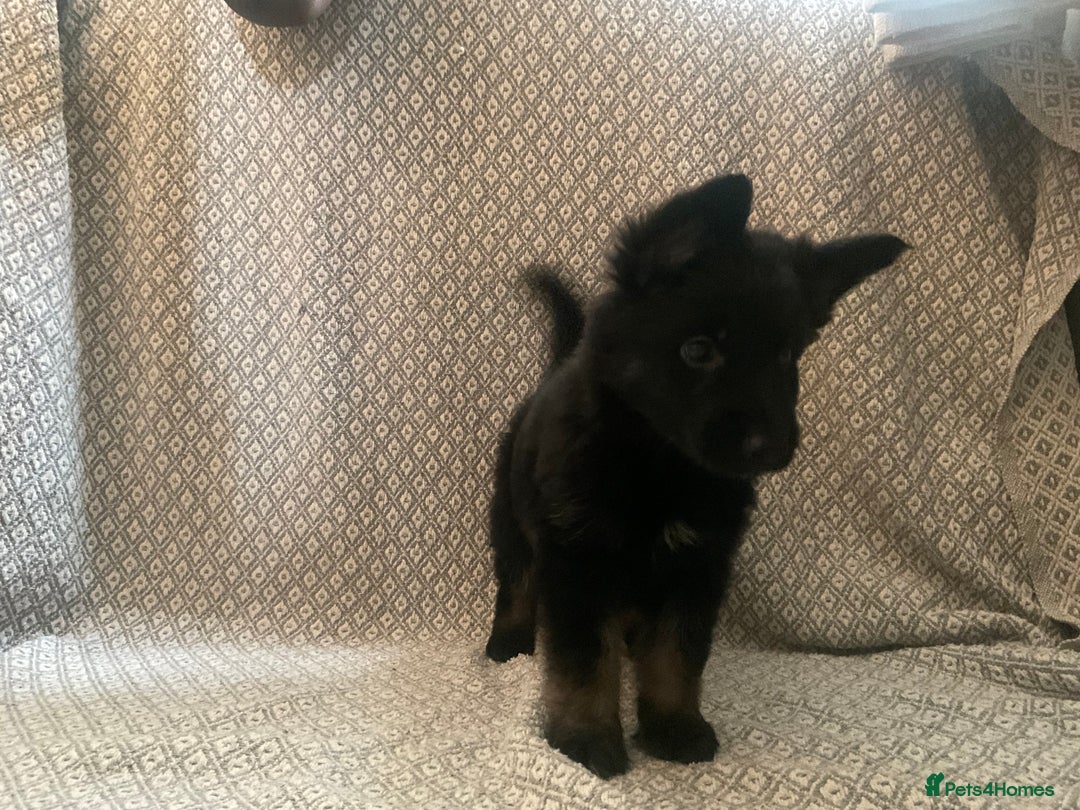 German Shepherd dogs for sale: Czech German Shepherd KC Registered puppies - Image 18