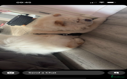 Chow Chow dogs for sale: Male chow chow2years old - Image 2