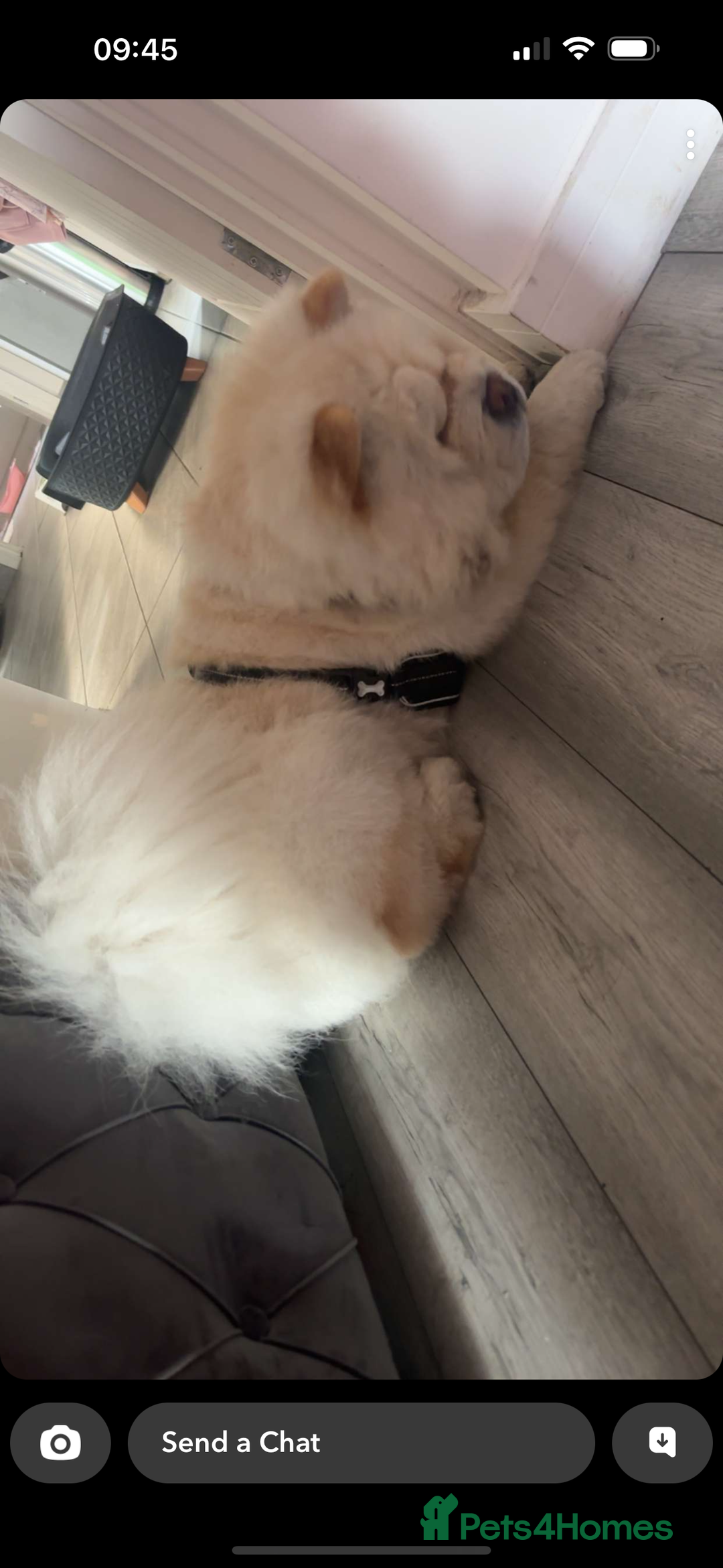 Chow Chow dogs for sale: Male chow chow2years old - Image 2
