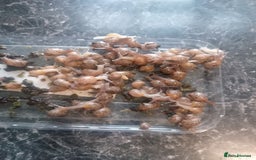 Snails invertebrates for sale: Giant african land snails  - Image 3