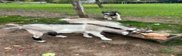 Goats livestock for sale: Wether Pygmy goats  in Bristol - Advert 3