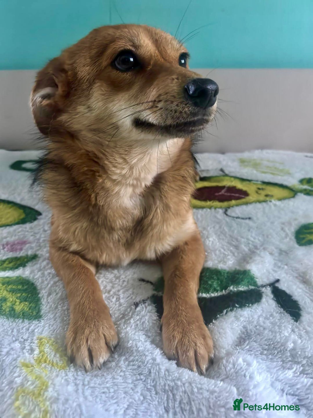 Border Collie dogs for adoption: 🐾 ROSIE – Female Border Collie (Small) - Advert 3