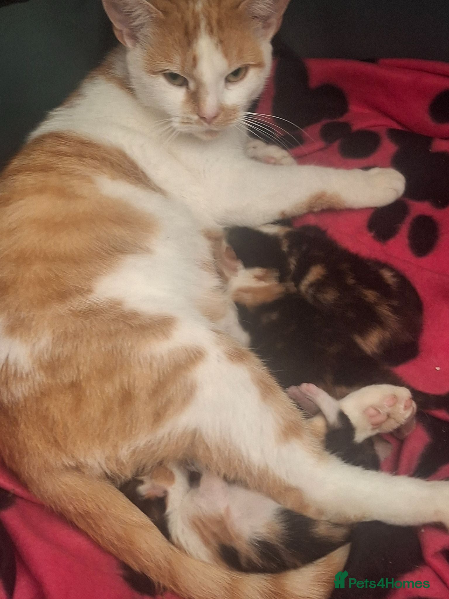 American Shorthair cats Fluffy kittens  - Advert 1