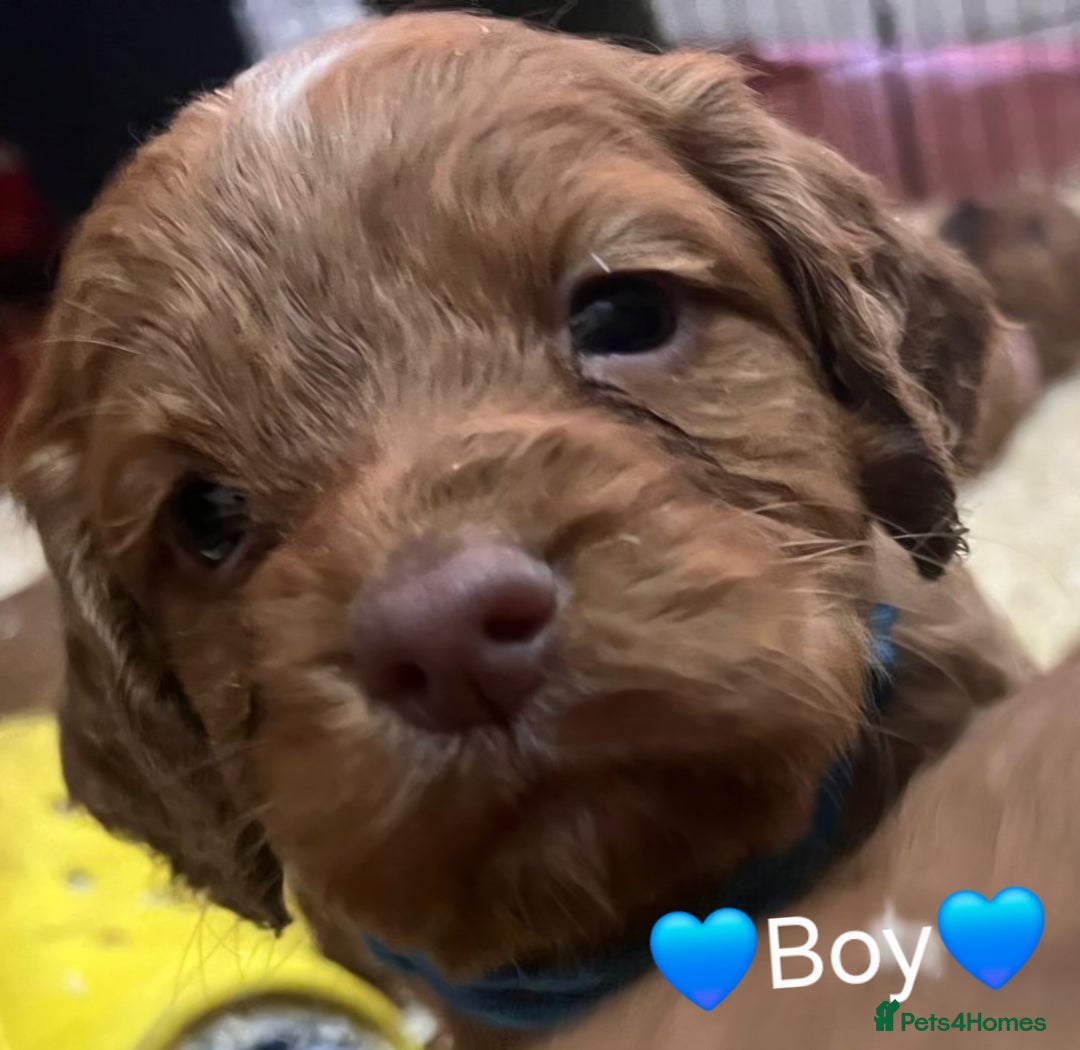 Cocker Spaniel dogs for sale: Gorgeous KC reg red cocker spaniel pups  - Advert 2