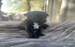 Mixed Breed dogs for sale: Woorier WhippetXTerrier  - Advert 8