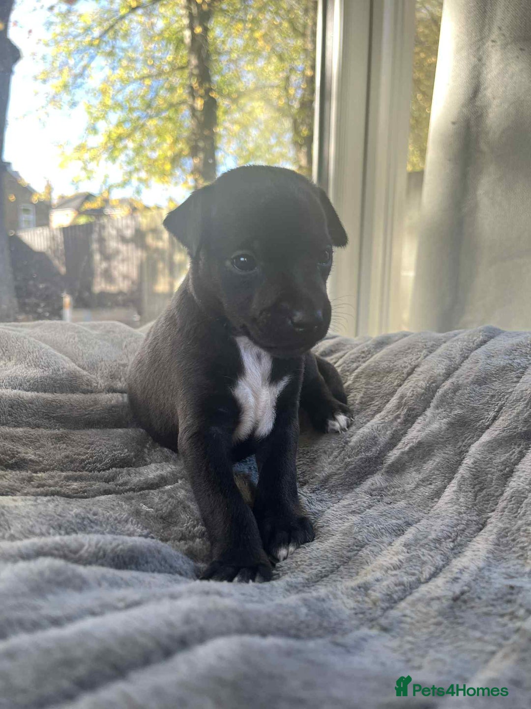 Mixed Breed dogs for sale: Woorier WhippetXTerrier  - Advert 8