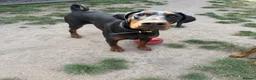 Dobermann dogs for stud: Doberman for stud health tested  - Advert 13