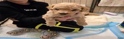 Cavapoo dogs for sale: Cavapoo pups last male - Advert 7