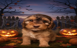 Cockapoo dogs for sale: Beautiful show cockapoo pups  - Image 7