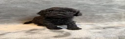 Cavapoochon dogs for sale: Mini F1b CAVAPOOCHON Puppies FORSALE  - Advert 4