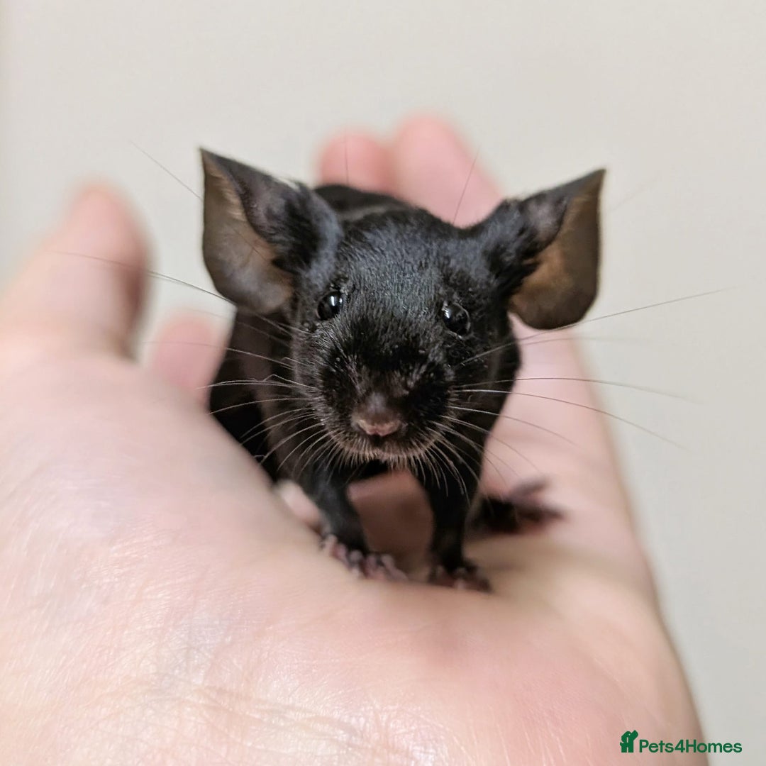 Mouse rodents for sale: Friendly Fancy Mice  - Image 4