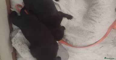 Mixed Breed dogs - Advert 12