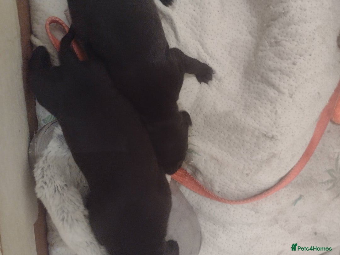 Mixed Breed dogs for sale: Staffy x puppies  - Image 2