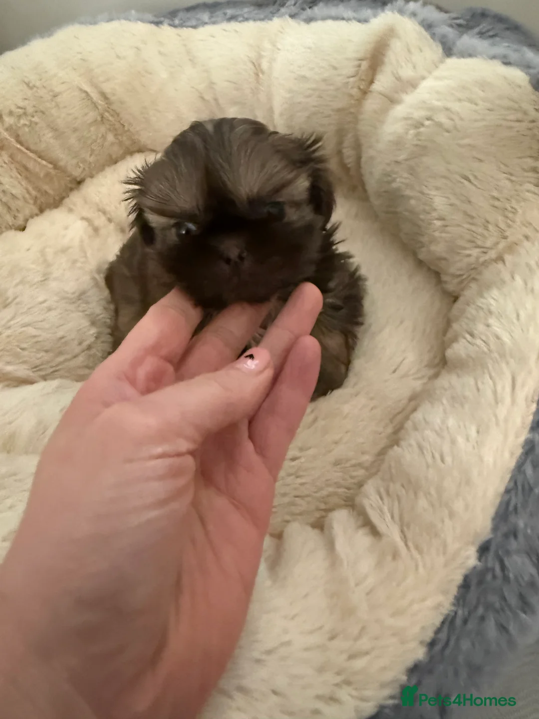 Shih Tzu dogs for sale: Imperial shihtzu  - Advert 4