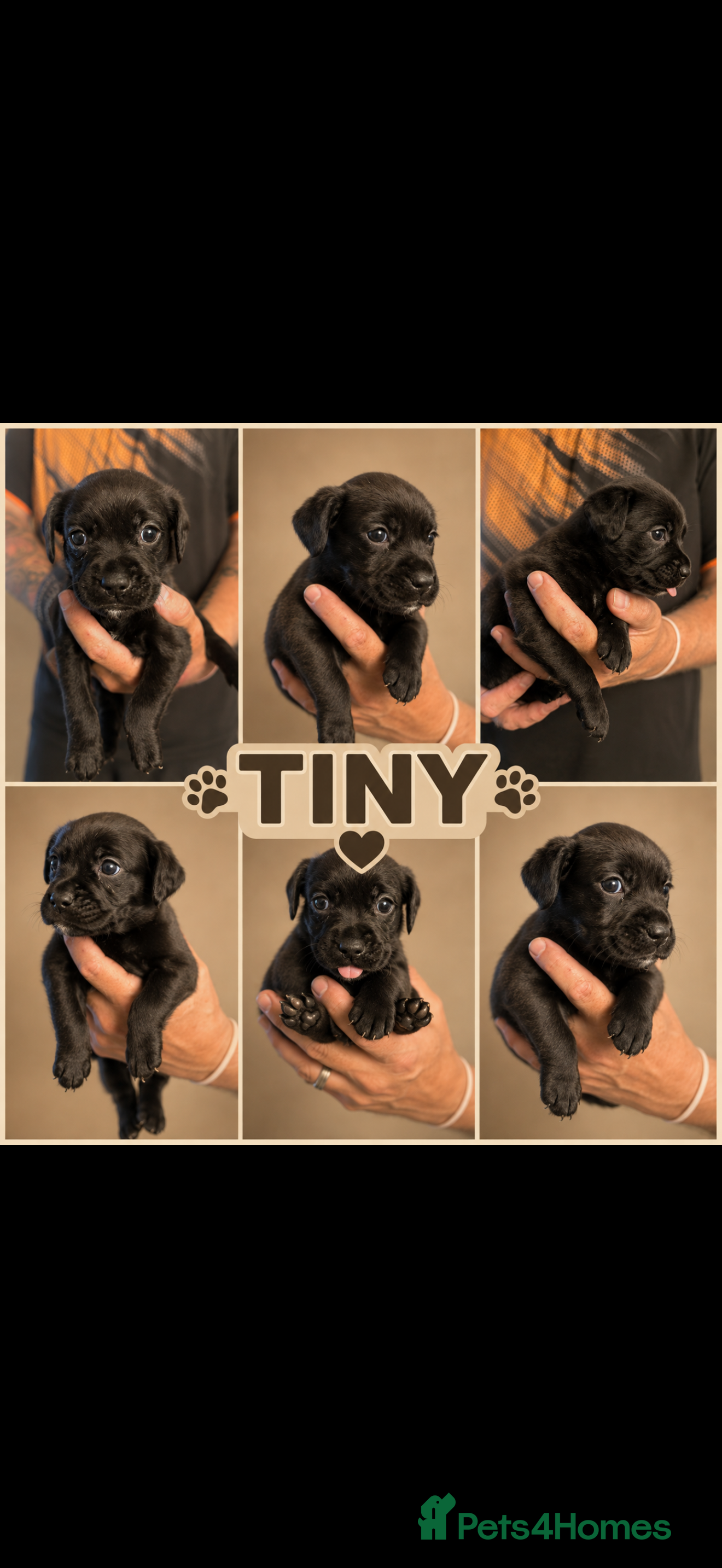 Labrador Retriever dogs Labrador X Boxerdore puppies - Advert 2