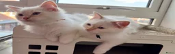 Ragdoll cats for sale: Pure Ragdolls ❤️ Vaccinated|Vet Checked|Chipped ✅ - Advert 3