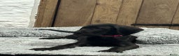 Great Dane dogs for sale: Stunning Great Dane Puppies, 4th generation  - Advert 9