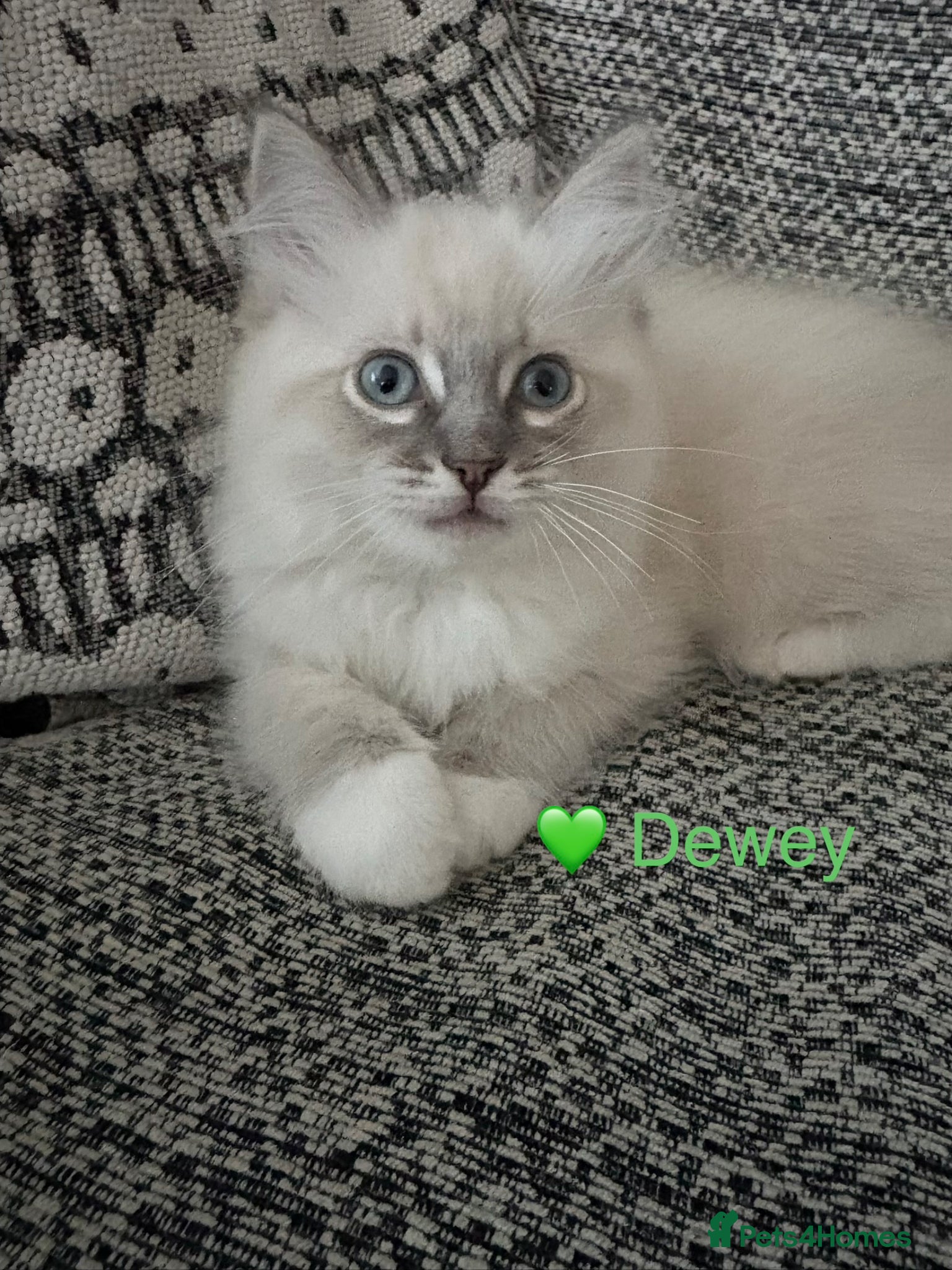 Ragdoll cats GCCF Registered - 1 Blue Tabby Remaining  - Advert 14