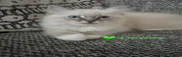 Ragdoll cats for sale: GCCF Registered - 1 Blue Tabby Remaining  - Advert 12