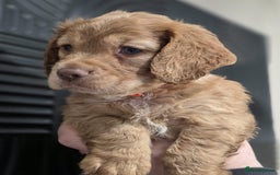 Cocker Spaniel dogs for sale: Ready now🐶X1 boy left🐶working cocker spaniel - Image 2