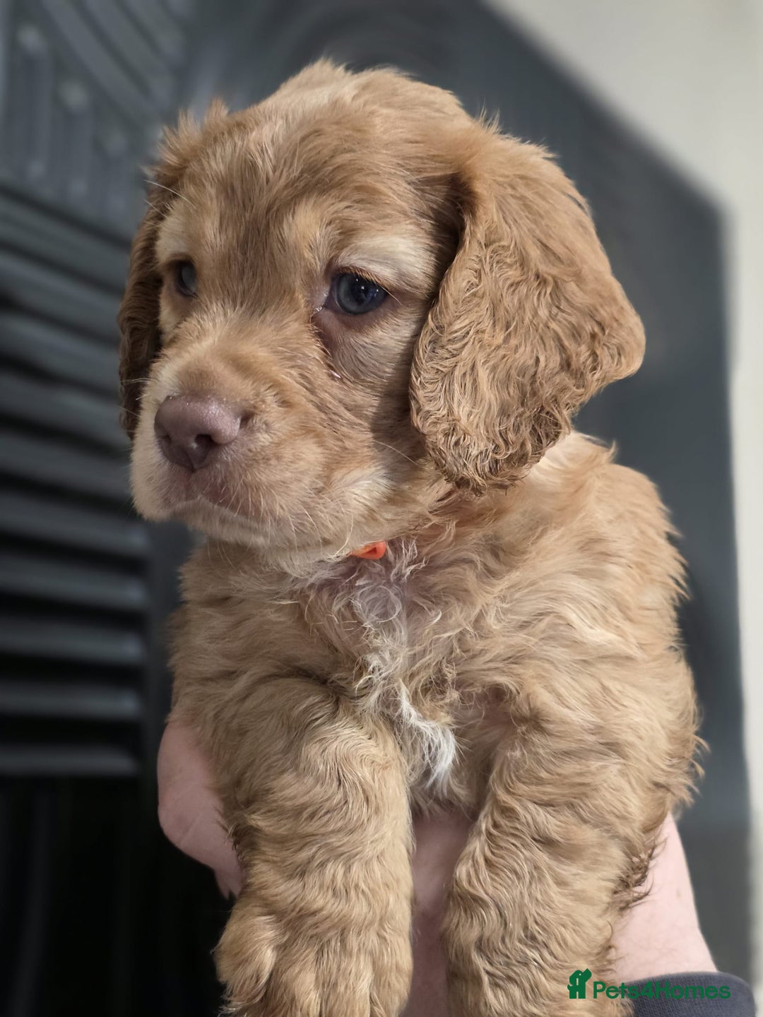 Cocker Spaniel dogs for sale: Ready now🐶X1 boy left🐶working cocker spaniel - Image 2