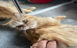 Persian cats for sale: Persian  gorgeous kitten(1 girl) in London - Image 6