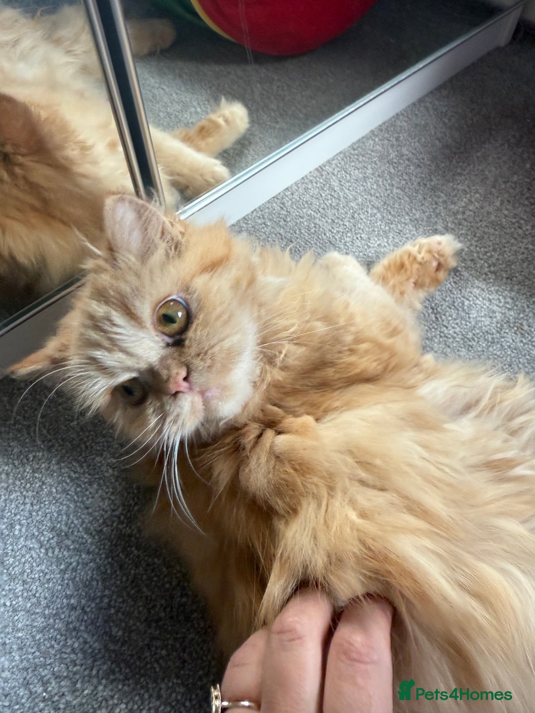 Persian cats for sale: Persian  gorgeous kitten(1 girl) in London - Image 6