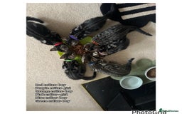 Mixed Breed cats for sale: 6 kittens  - Image 7